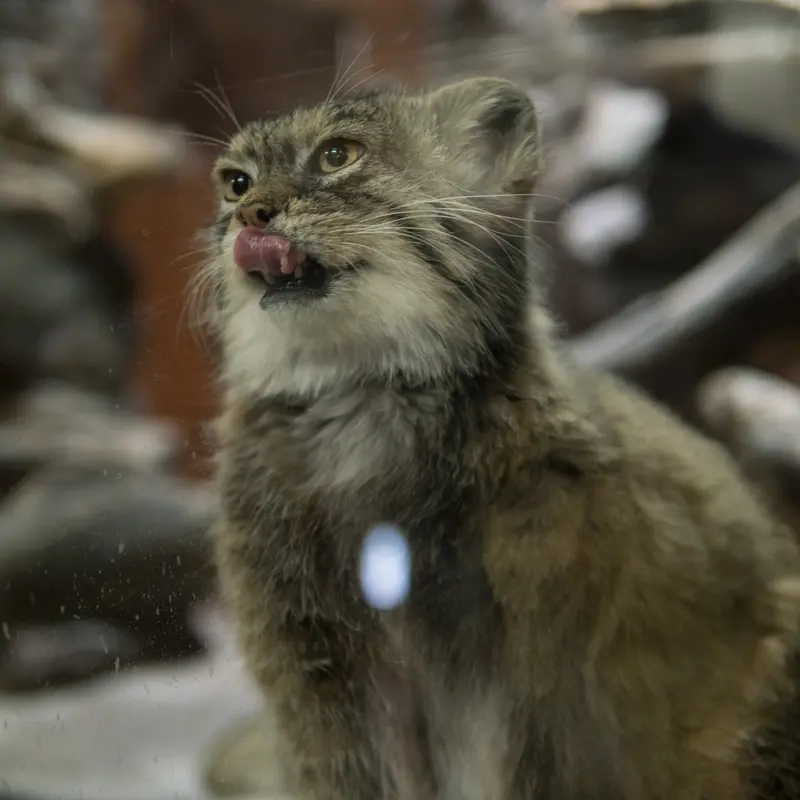 Фотография Примулы в Зоопарке Уено