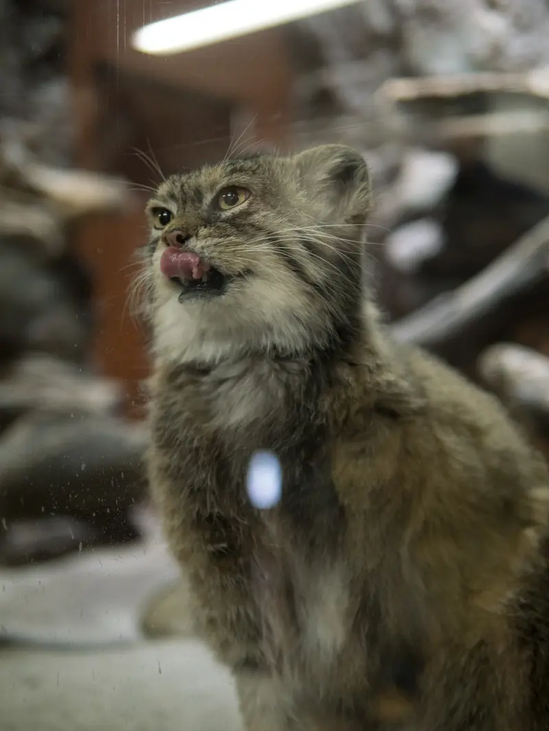 Фотография Примулы в Зоопарке Уено