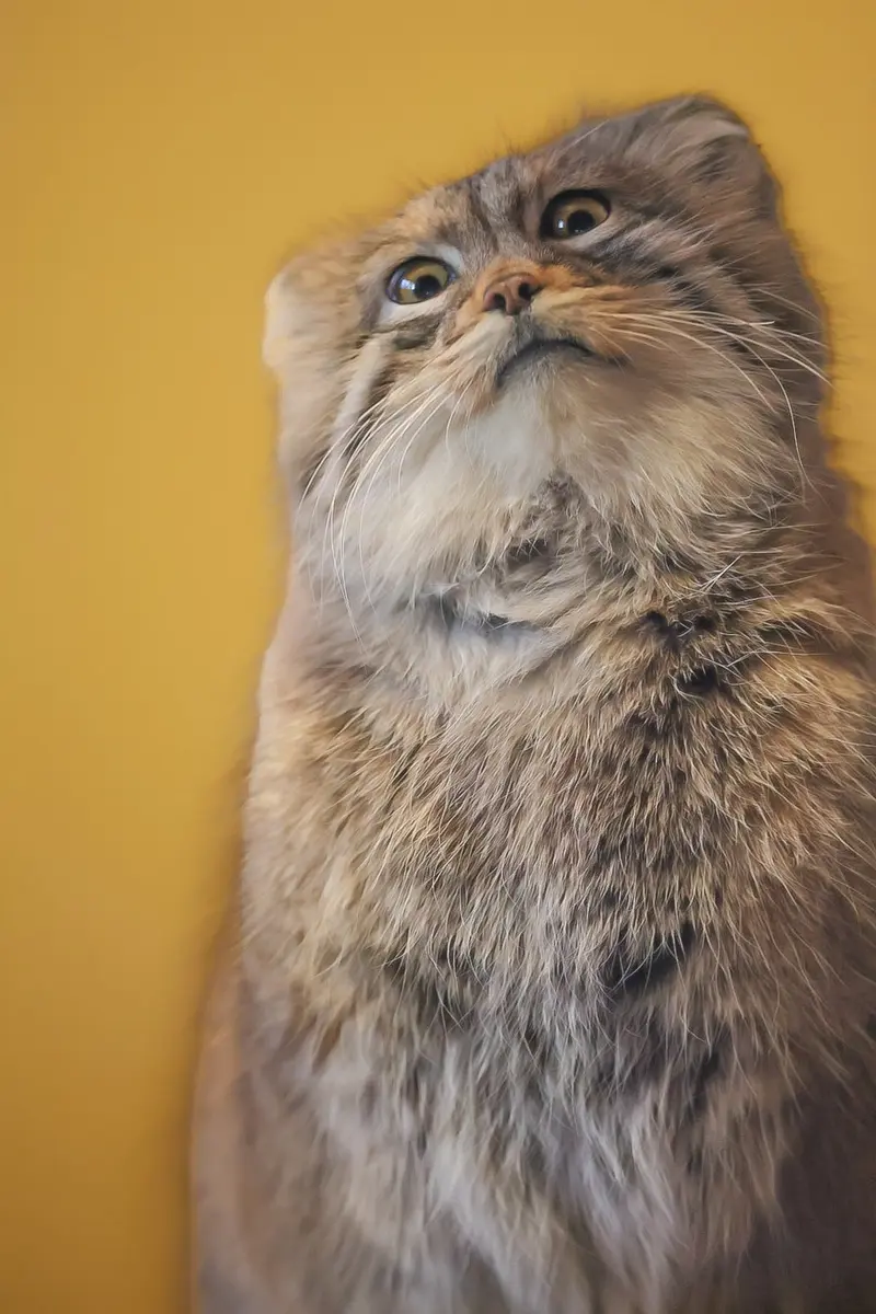 Фотография Оливы в Детском зоопарке Сайтама