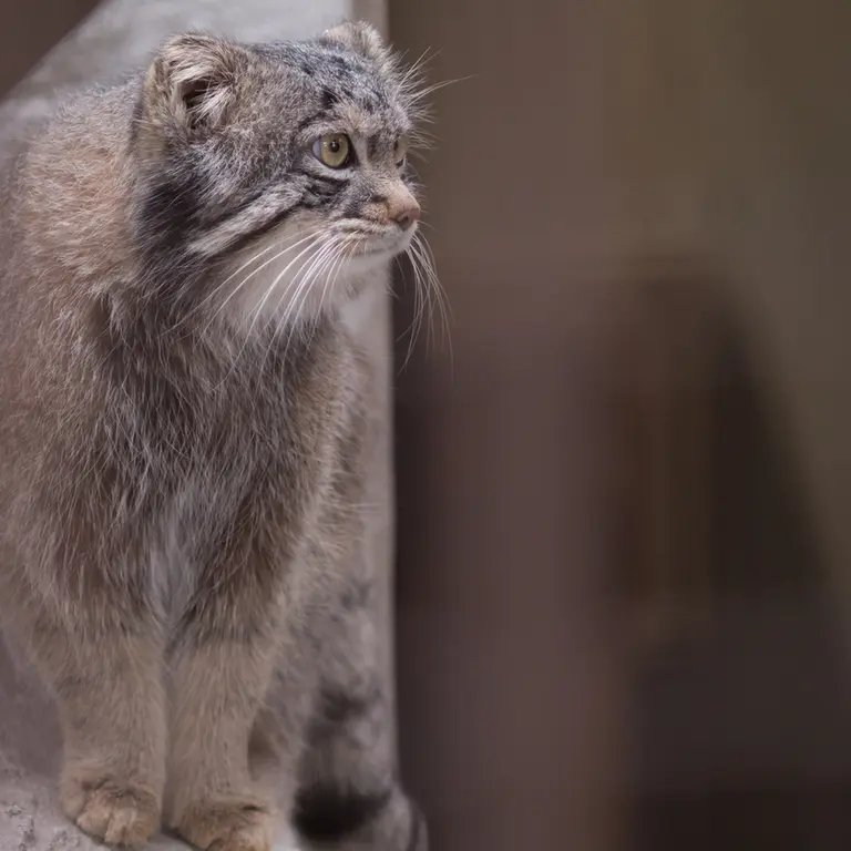 Фотография Фиги в Зоопарке Ногеяме