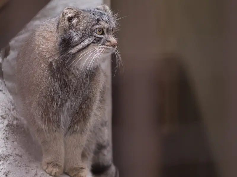 Фотография Фиги в Зоопарке Ногеяме