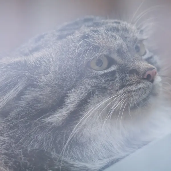 Фотография Нара в Царстве Животных Кобе