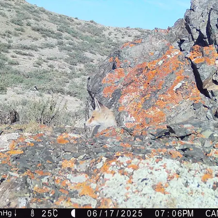 Фотография с манулом с фотоловушки Жиланды