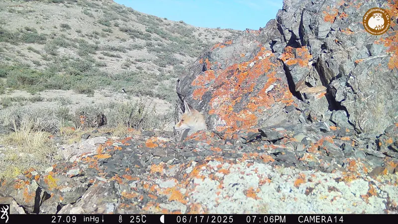 Фотография с манулом с фотоловушки Жиланды