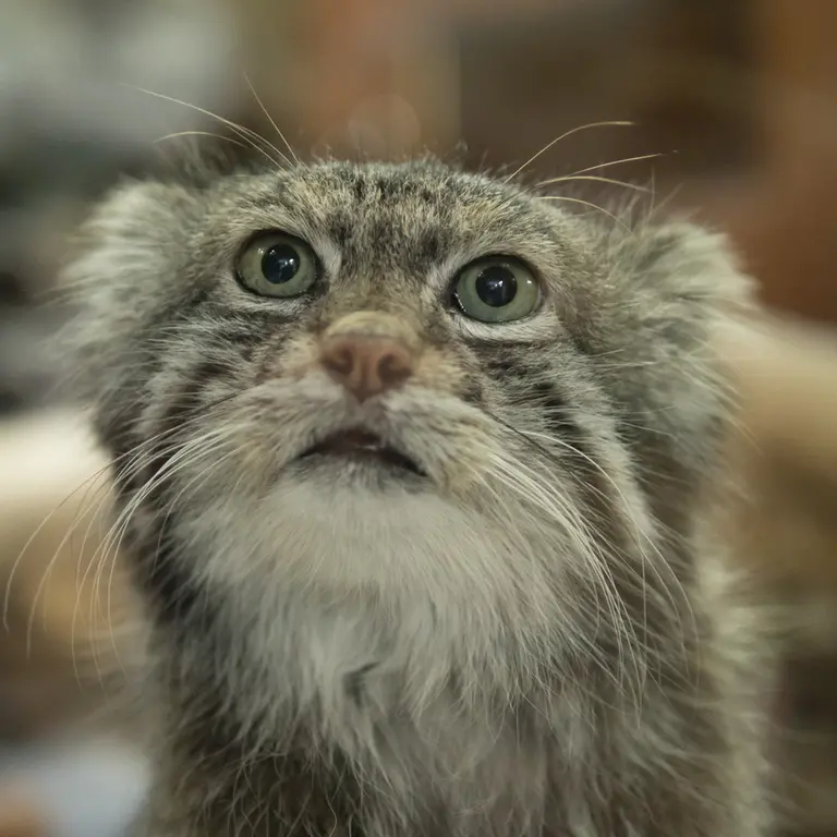 Фотография Клёна в Зоопарке Уено