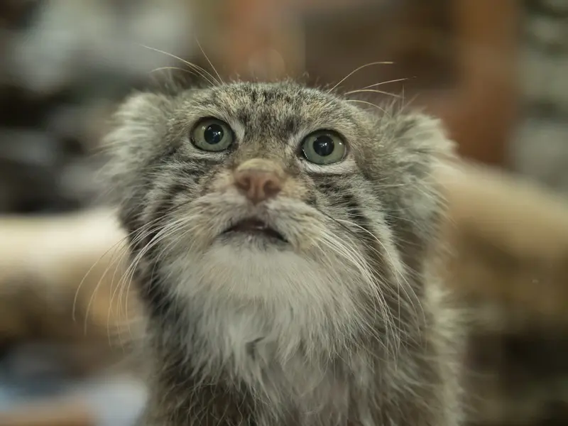 Фотография Клёна в Зоопарке Уено