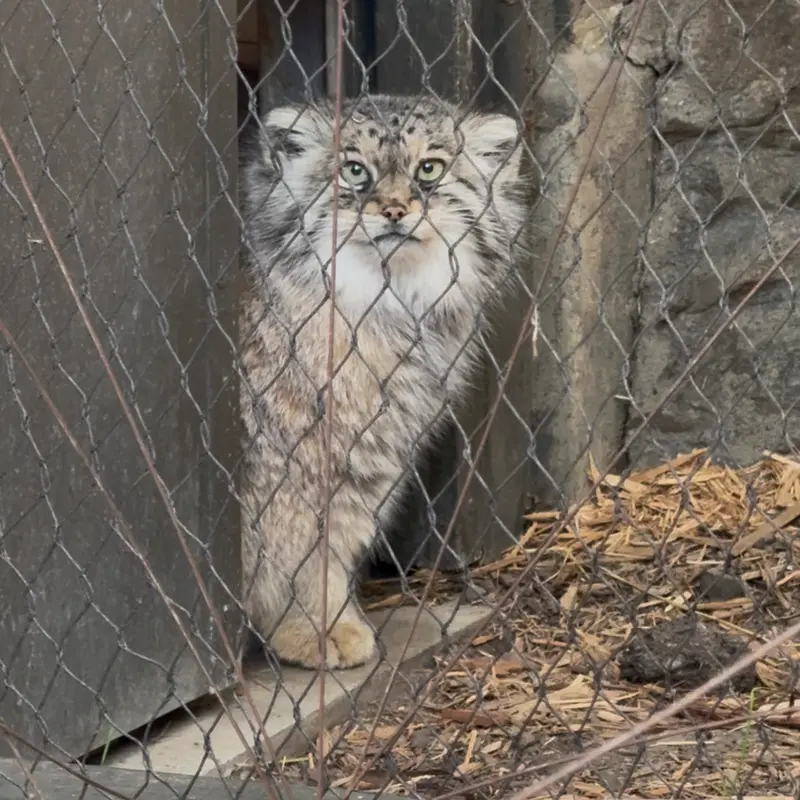 Фотография Сарнай в Зоопарке Проспект-парка