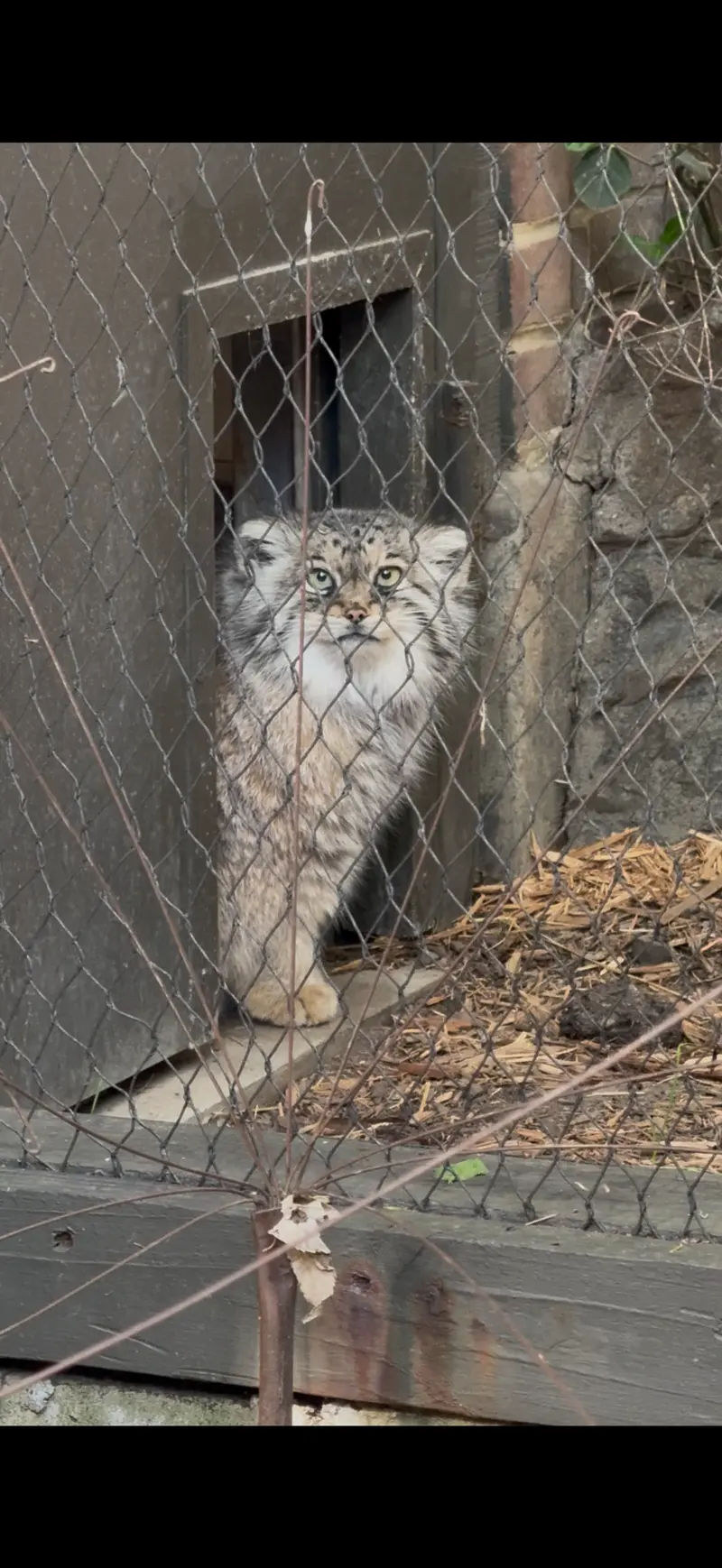 Фотография Сарнай в Зоопарке Проспект-парка