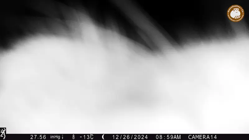 Фотография Сибирского Манула с фотоловушки Жиланды