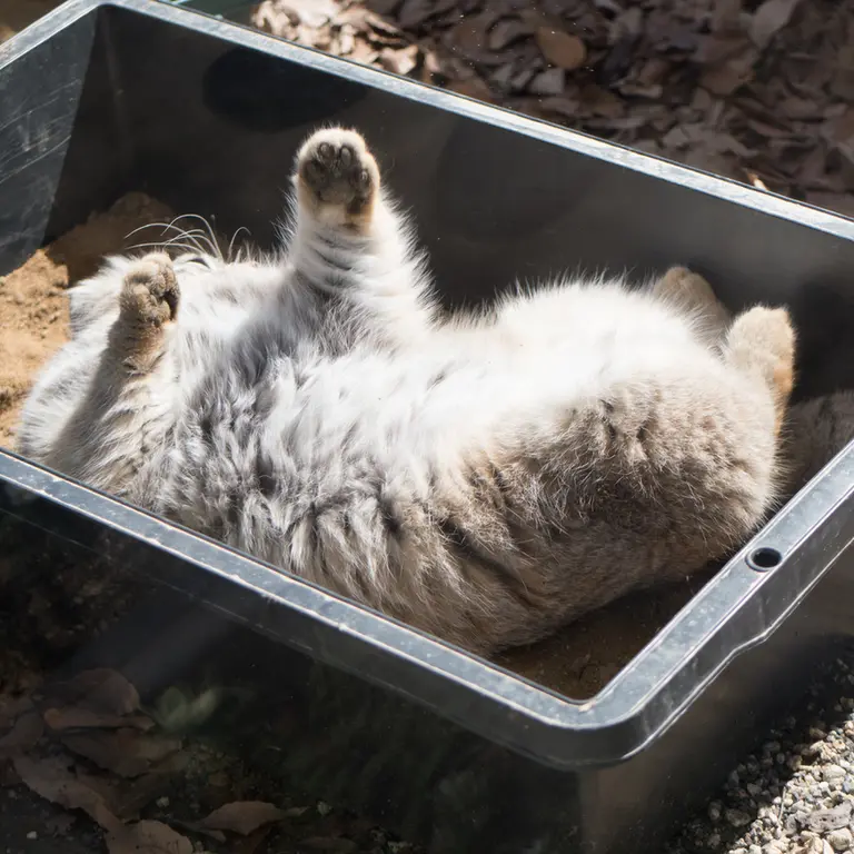 Фотография Лотоса в Детском зоопарке Сайтама