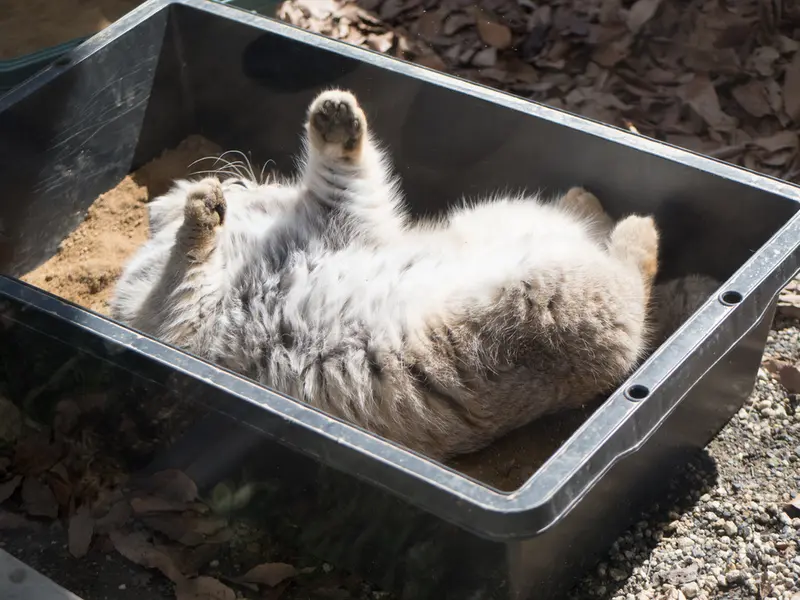 Фотография Лотоса в Детском зоопарке Сайтама