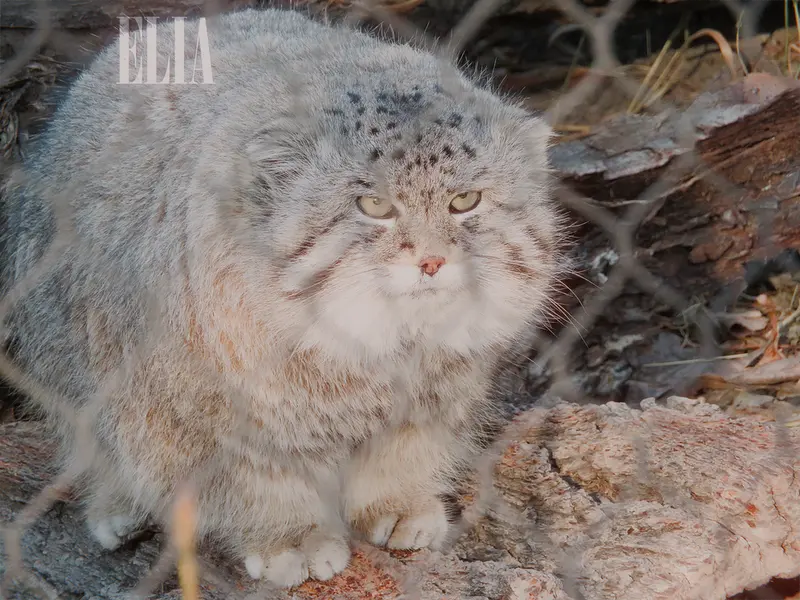 Фотография Олафа в Зоопарке Калгари / Институте Уайлдере