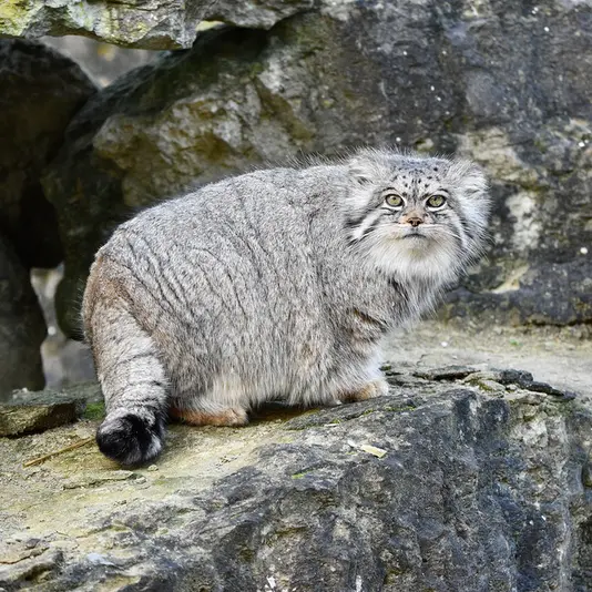 Фотография Атлана в Парке диких животных Порт-Лимпн