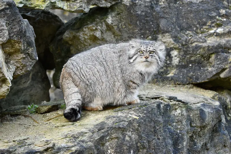 Фотография Атлана в Парке диких животных Порт-Лимпн