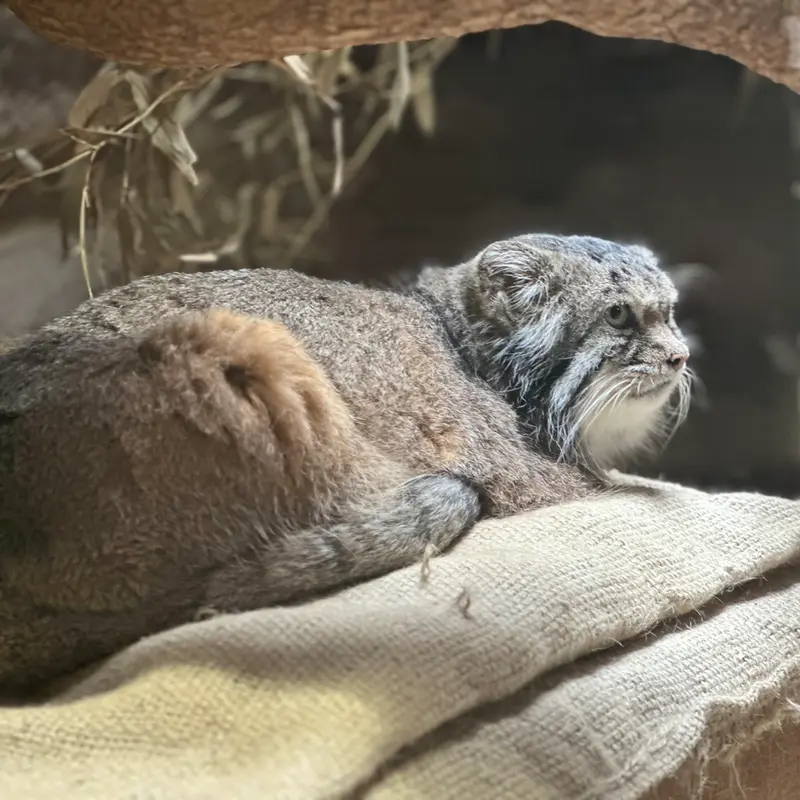 Фотография с манулом
