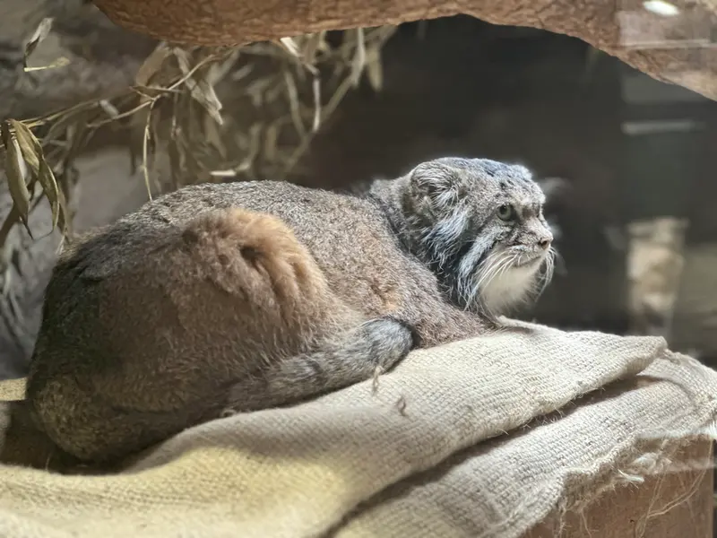 Фотография с манулом
