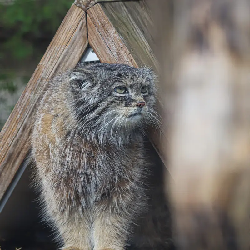 Фотография Вораса в Лилльском Зоопарке