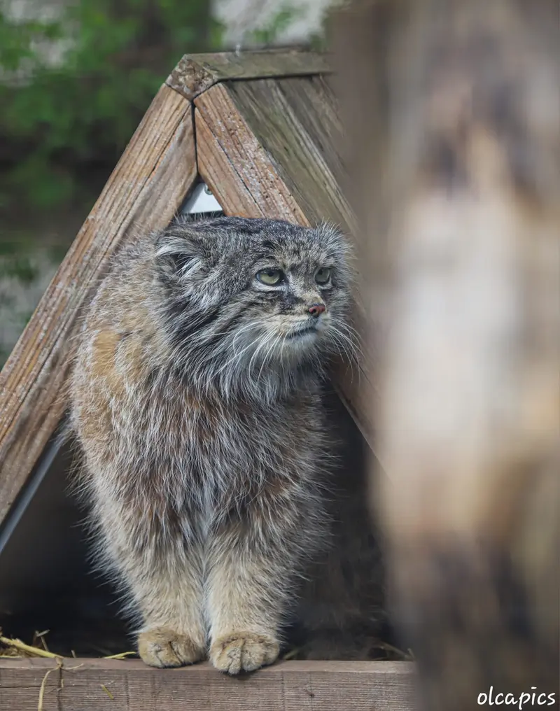 Фотография Вораса в Лилльском Зоопарке