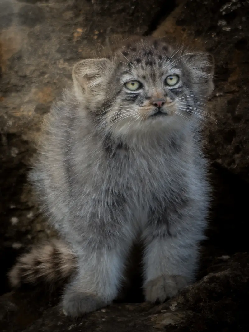 Фотография Котёнка Наму 2026 г.р. Ⅰ, Котёнка Наму 2026 г.р. Ⅱ, и Котёнка Наму 2026 г.р. Ⅲ в Парке диких животных Порт-Лимпн