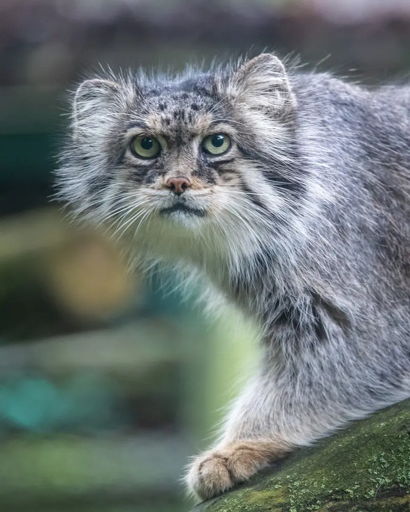 Фотография Паццо в Лодзинском Зоопарке
