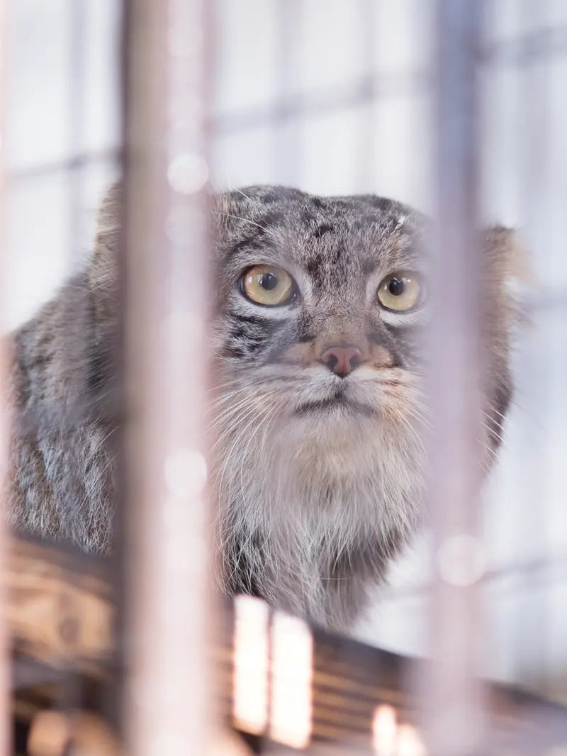Фотография Фиги в Зоопарке Ногеяме
