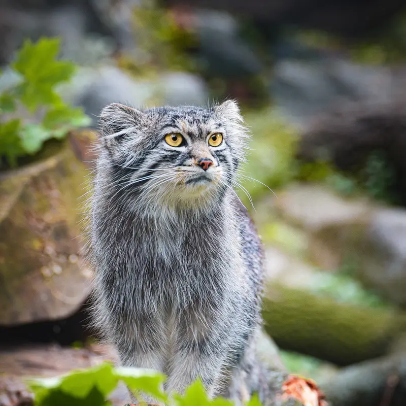 Фотография Куби в Вроцлавском Зоопарке