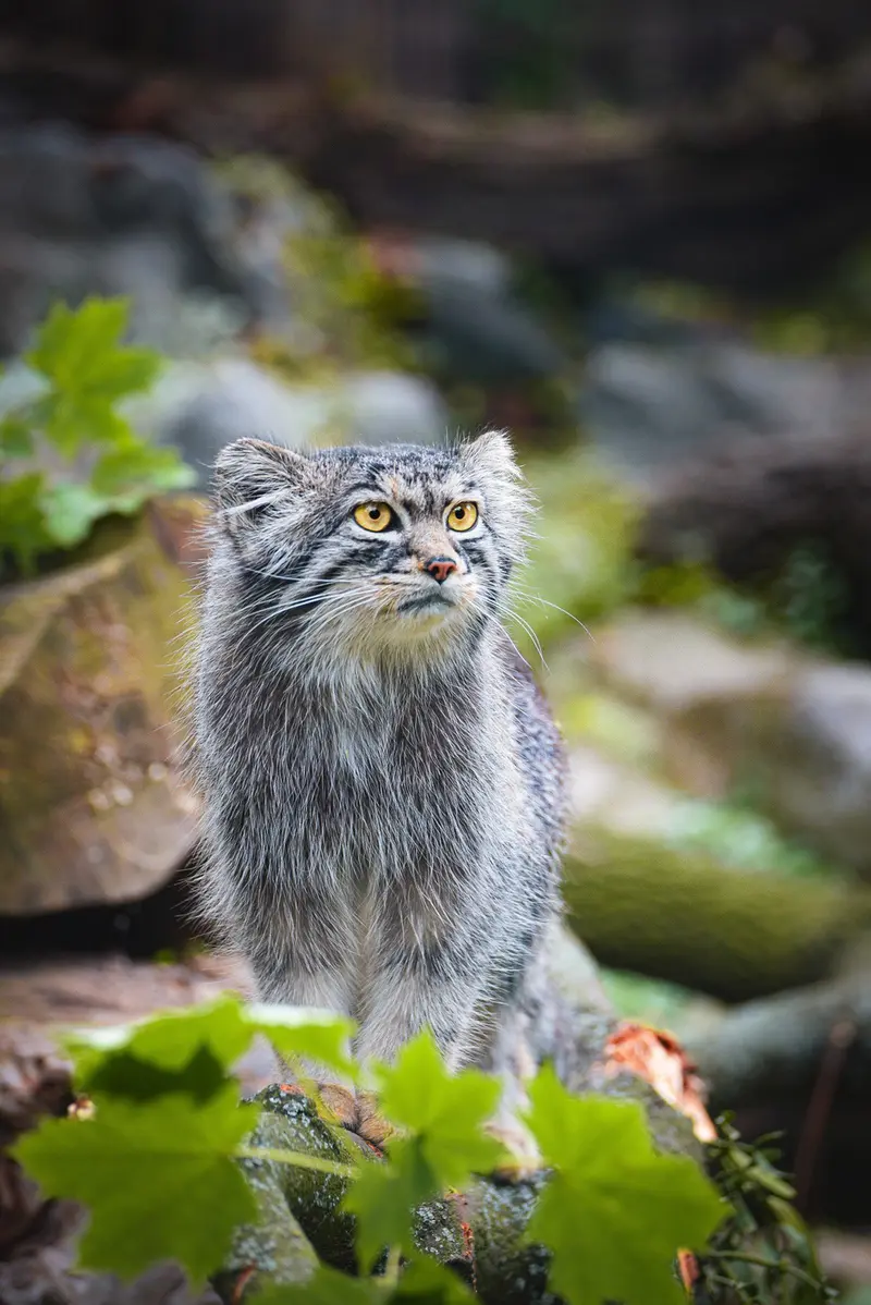 Фотография Куби в Вроцлавском Зоопарке