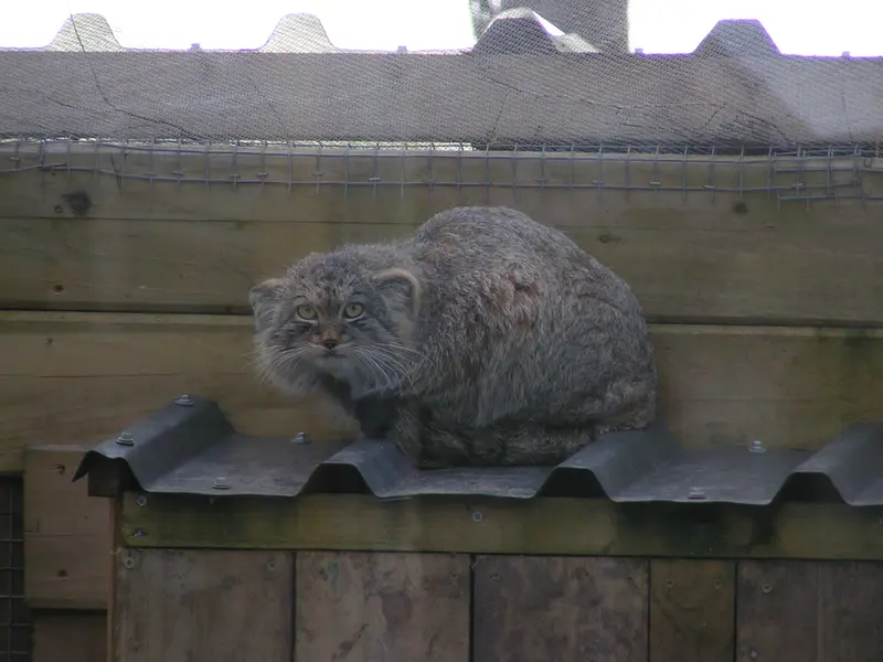 Фотография Алтая в Лэйклэнде Вайлдлайф Оазисе