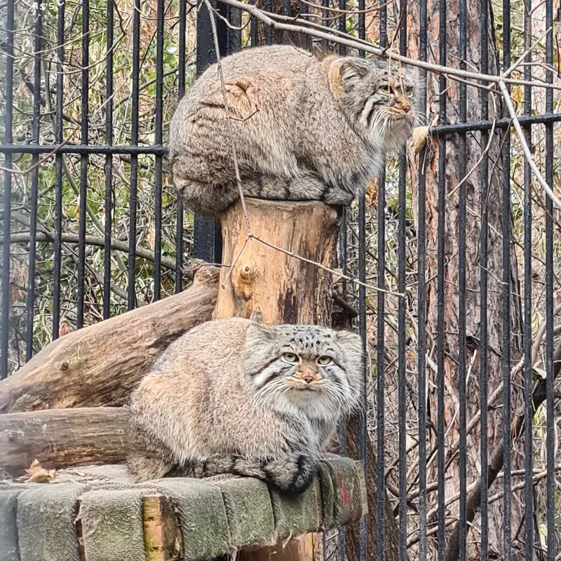 Фотография Евчика 2024 Г.р. Ⅱ и Евчика 2024 Г.р. Ⅳ в Новосибирском Зоопарке