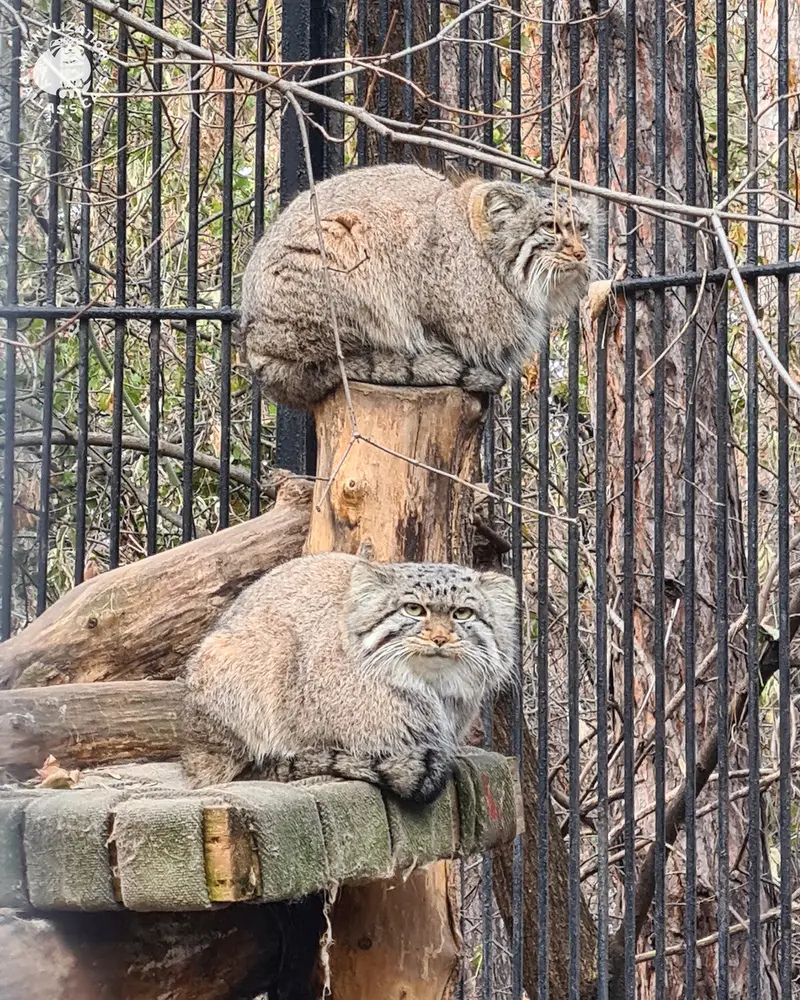 Фотография Евчика 2024 Г.р. Ⅱ и Евчика 2024 Г.р. Ⅳ в Новосибирском Зоопарке