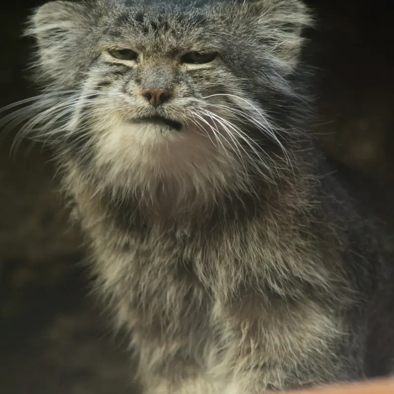 Фотография Клёна в Зоопарке Уено