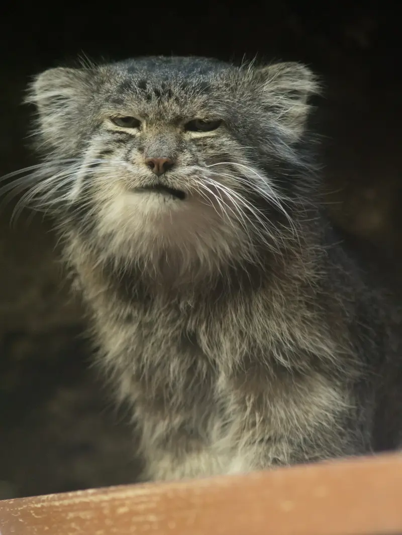 Фотография Клёна в Зоопарке Уено