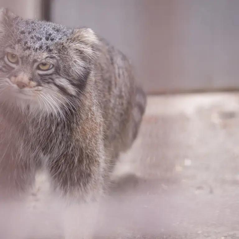 Фотография Фиги в Зоопарке Ногеяме