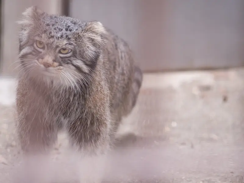 Фотография Фиги в Зоопарке Ногеяме