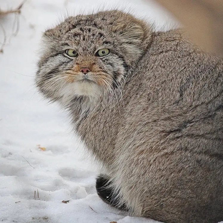 Фотография Сына Мии 2022 г.р. Ⅲ в Новосибирском Зоопарке