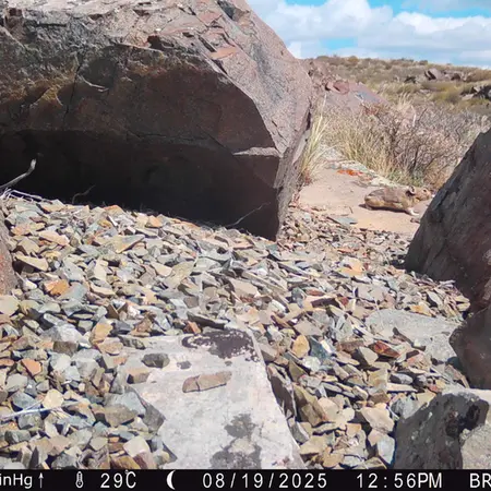 Фотография Казахской пищухи с фотоловушки Киикбай [новинка]