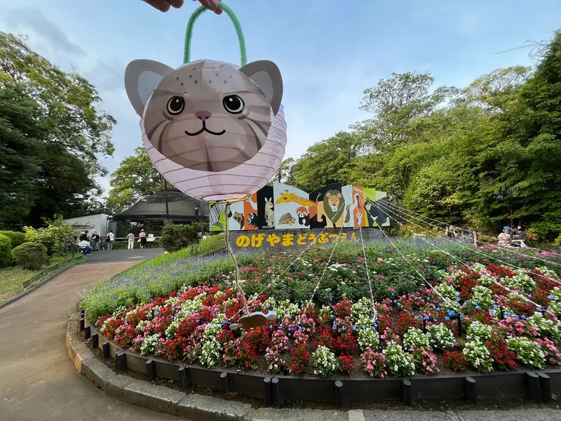 Фотография с манулом в Зоопарке Ногеяме