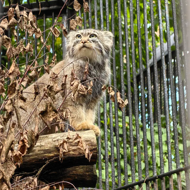 Фотография Лолошки 2024 Г.р. Ⅳ в Новосибирском Зоопарке