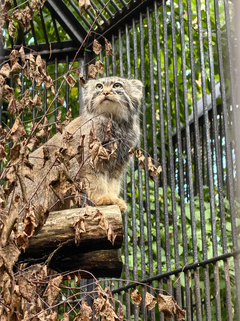 Фотография Лолошки 2024 Г.р. Ⅳ в Новосибирском Зоопарке