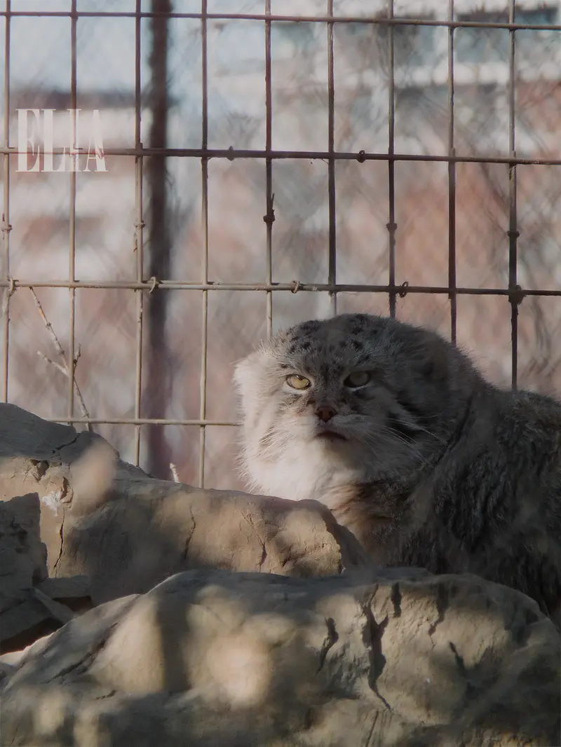 Фотография Олафа в Зоопарке Калгари / Институте Уайлдере