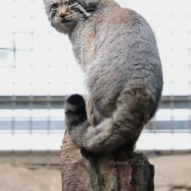 Фотография Нагому в Царстве Животных Насу