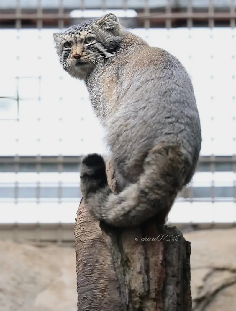 Фотография Нагому в Царстве Животных Насу