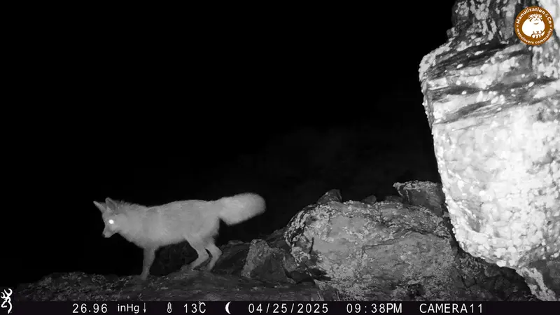 Фотография Рыжаи Лисица с фотоловушки Жунды 2 [новинка]