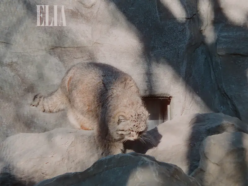 Фотография Олафа в Зоопарке Калгари / Институте Уайлдере