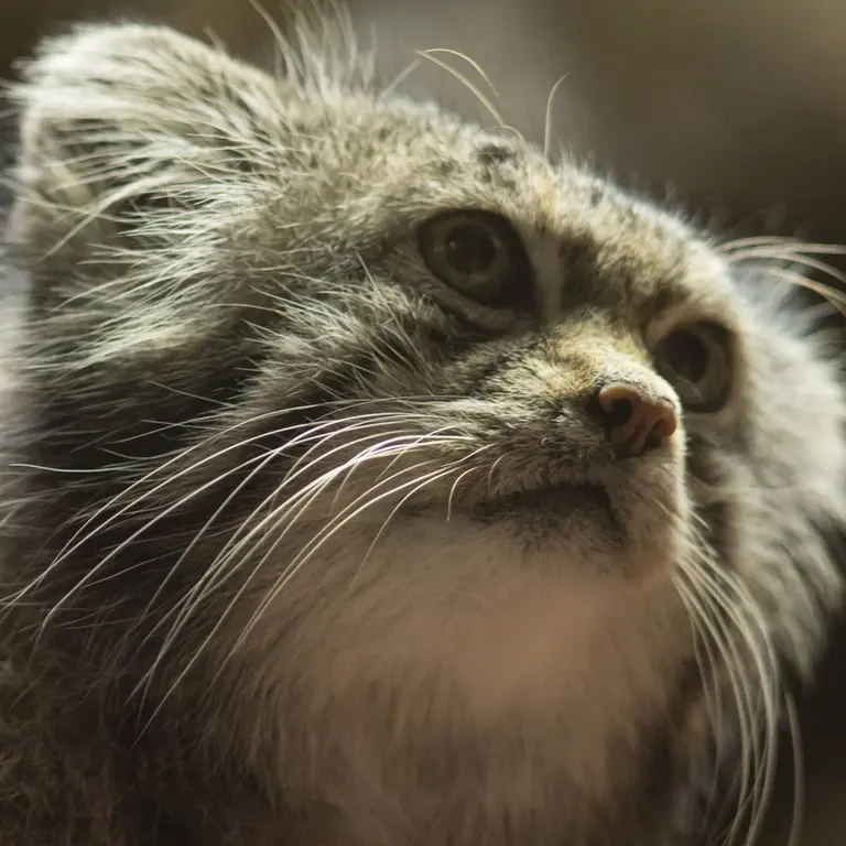 Фотография Клёна в Зоопарке Уено