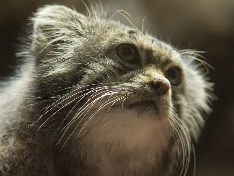 Фотография Клёна в Зоопарке Уено