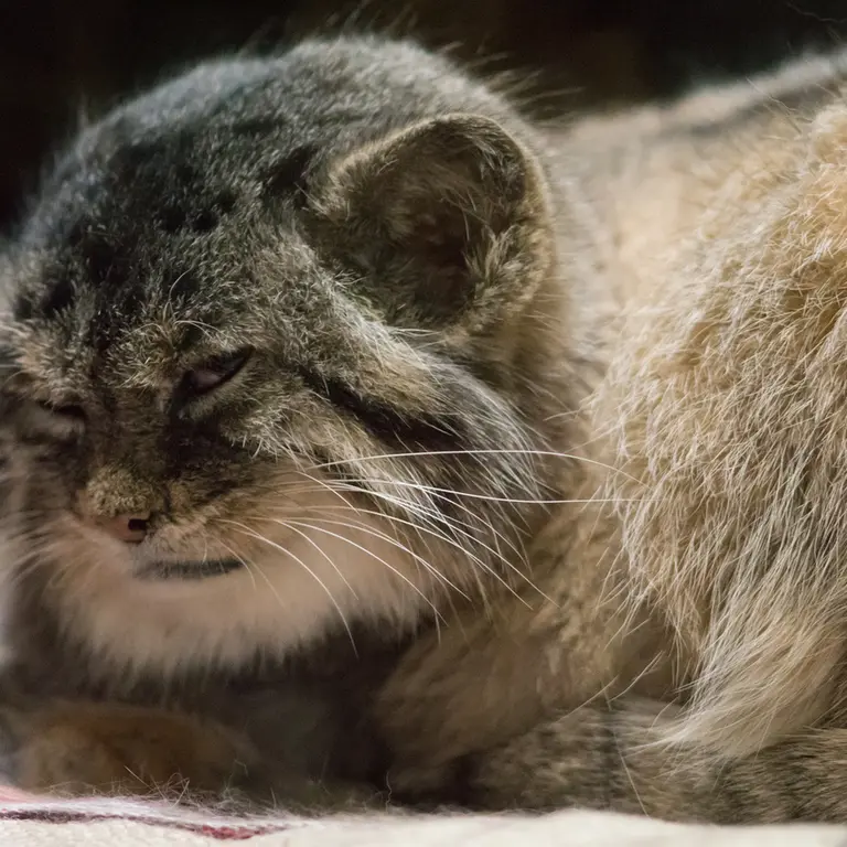 Фотография Примулы в Зоопарке Уено