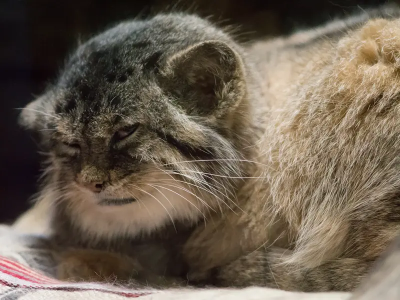 Фотография Примулы в Зоопарке Уено