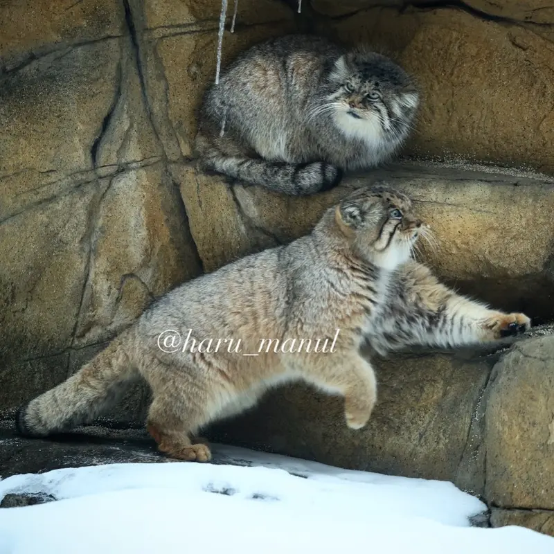 Фотография Полли и Бора в Царстве Животных Насу