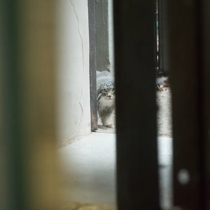 Фотография Фиги в Зоопарке Ногеяме